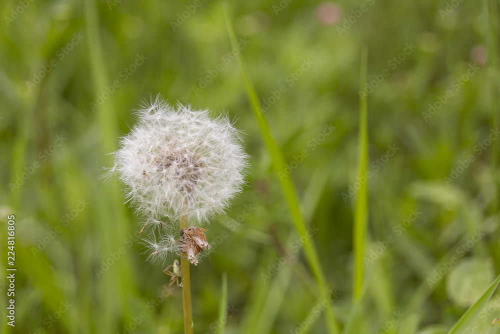 Fototapeta premium White dandelion on green background with bokeh and place for text