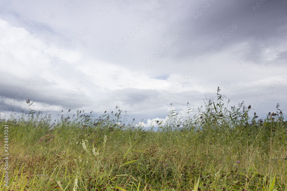 background image summer green meadow with meadow grass and sky with beautiful clouds
