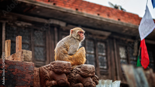 Macaque chillin in Swayambhunath temple © pawel
