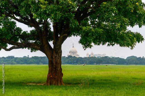 Fototapeta Naklejka Na Ścianę i Meble -  A large oak tree in green field, shot near Victoria Memorial Hall, Kolkata, India