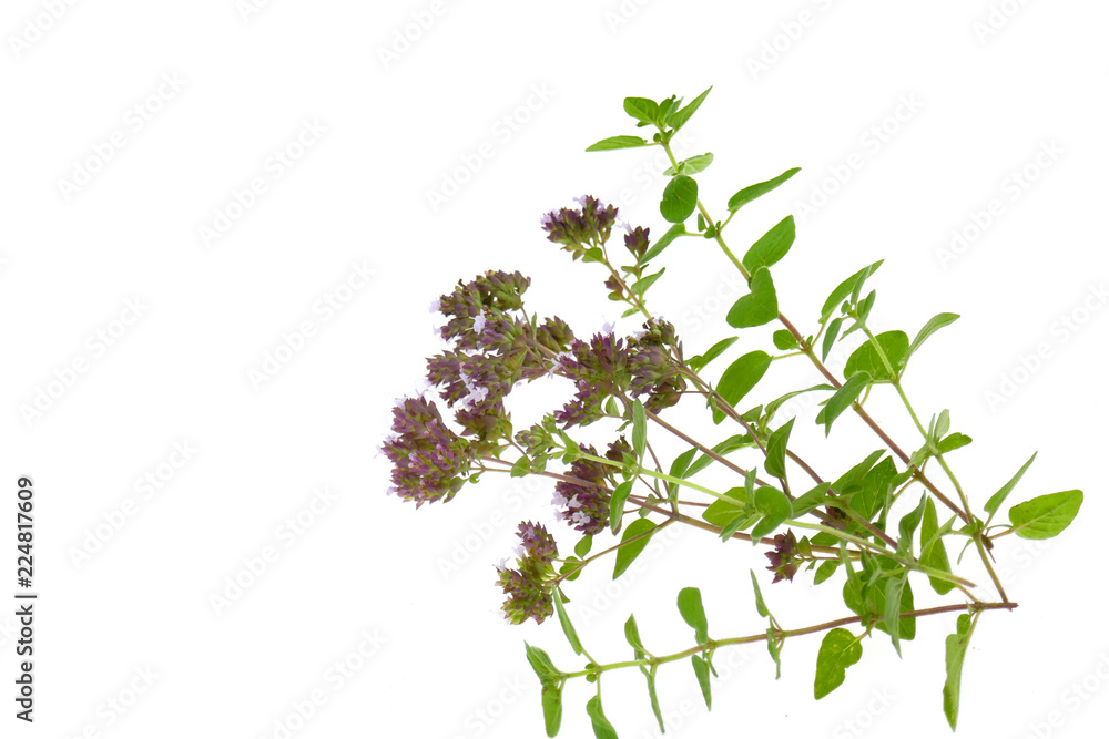 oregano.flowering oregano  .origanum vulgare isolated on white background .spicy herbs .