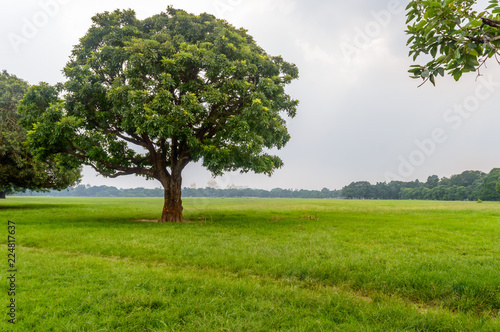 A large oak tree in green field