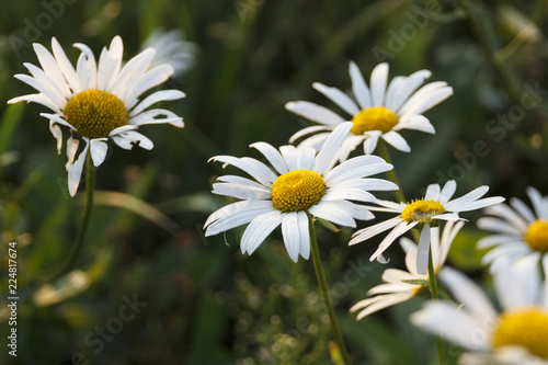 summer background with field of daisies