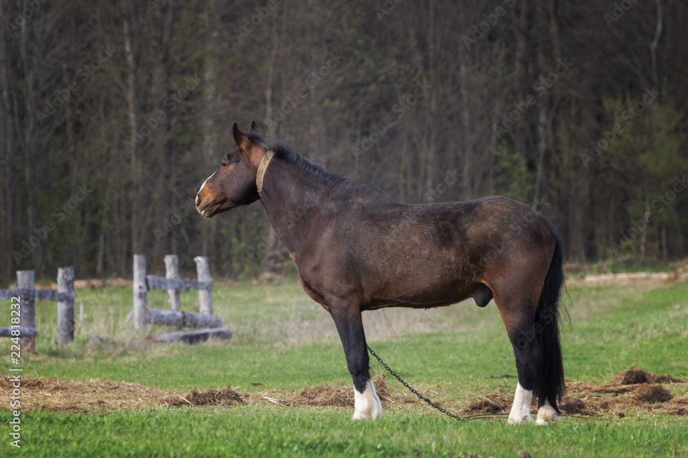 Obraz premium a lone brown horse in a pasture in a rural location on the field on forest background and the fence