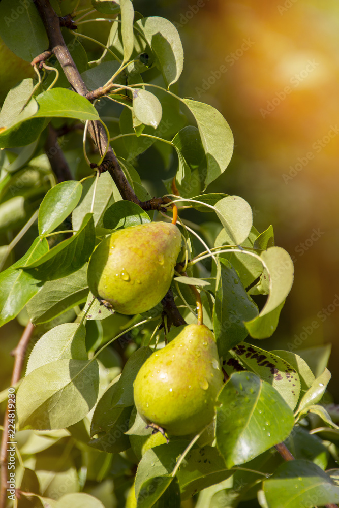 juicy, sweet, environmentally friendly pears grown on a tree without nitrates, under the hot summer sun, give taste pleasures and joy