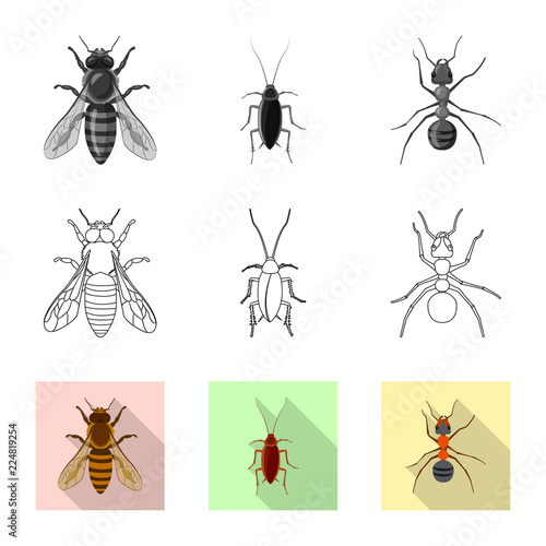 Vector illustration of insect and fly symbol. Set of insect and element stock symbol for web. © Svitlana
