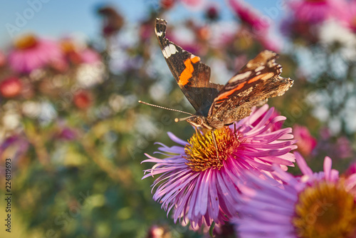 A butterfly on virgin asters