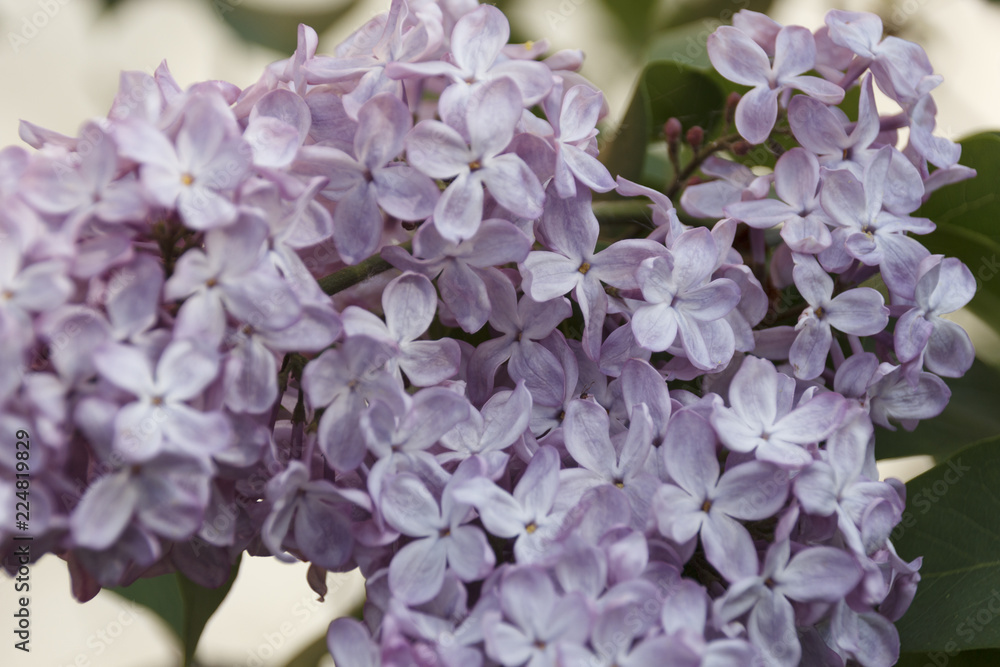 branch of lilac in the background in spring day branch of lilac in the background in spring day