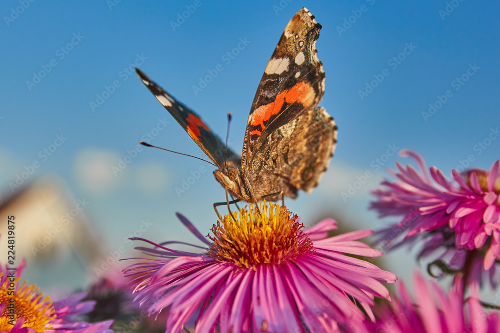 Obraz premium A butterfly on virgin asters