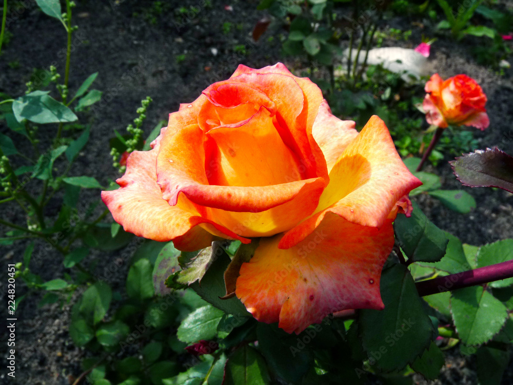 colorful rose flowers in the background, stylized photo processing. colorful rose flowers in the background, stylized photo processing.