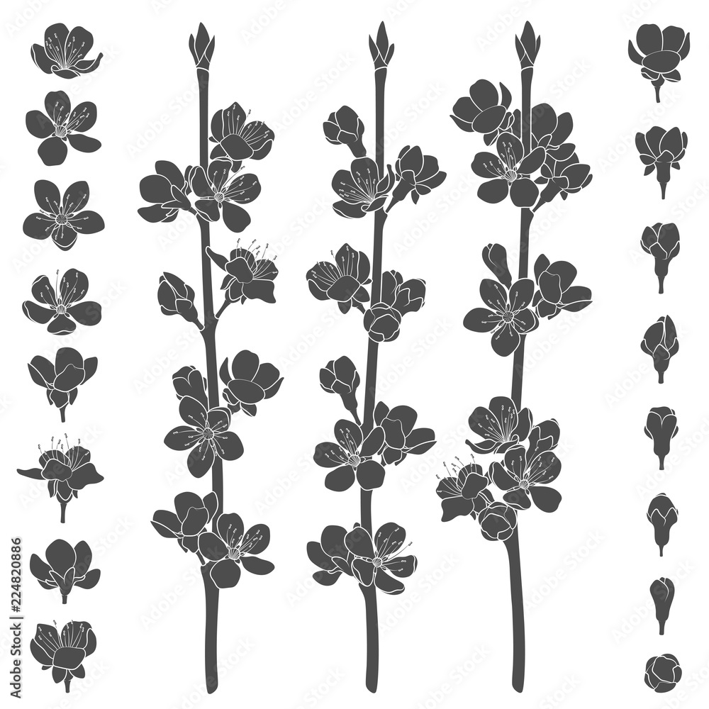 Set of black and white images with blossoming spring branches. Isolated vector objects on white background. Set of black and white images with blossoming spring branches. Isolated vector objects on white background.
