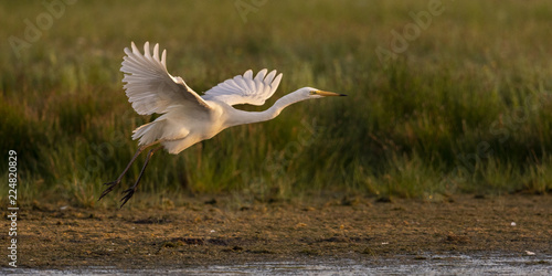 Fotografi Grande Aigrette (Ardea alba - Great Egret)