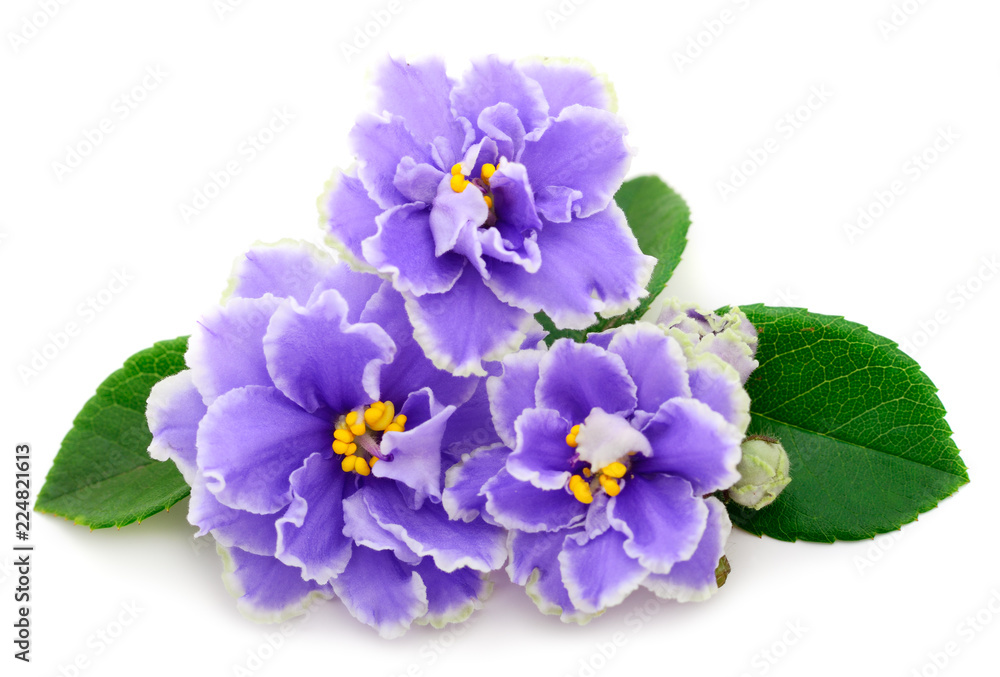 Violets beautiful flowers. Violets beautiful flowers.