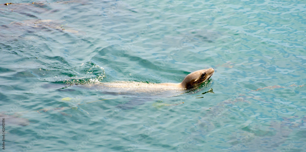 Obraz premium Sealion