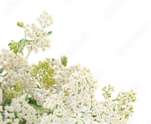 Yarrow leaf and flowers isolated. © Galyna