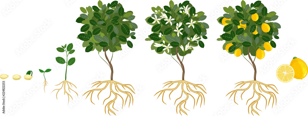 Vecteur Stock Life cycle of lemon tree. Stages of growth from seed and