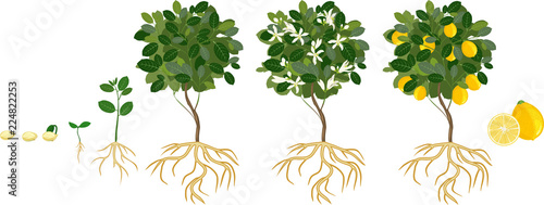 Life cycle of lemon tree. Stages of growth from seed and sprout to adult plant with fruits