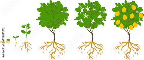 Life cycle of lemon tree. Stages of growth from seed and sprout to adult plant with fruits