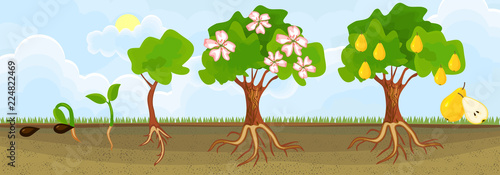 Life cycle of pear tree. Stages of growth from seed and sprout to adult plant with fruits