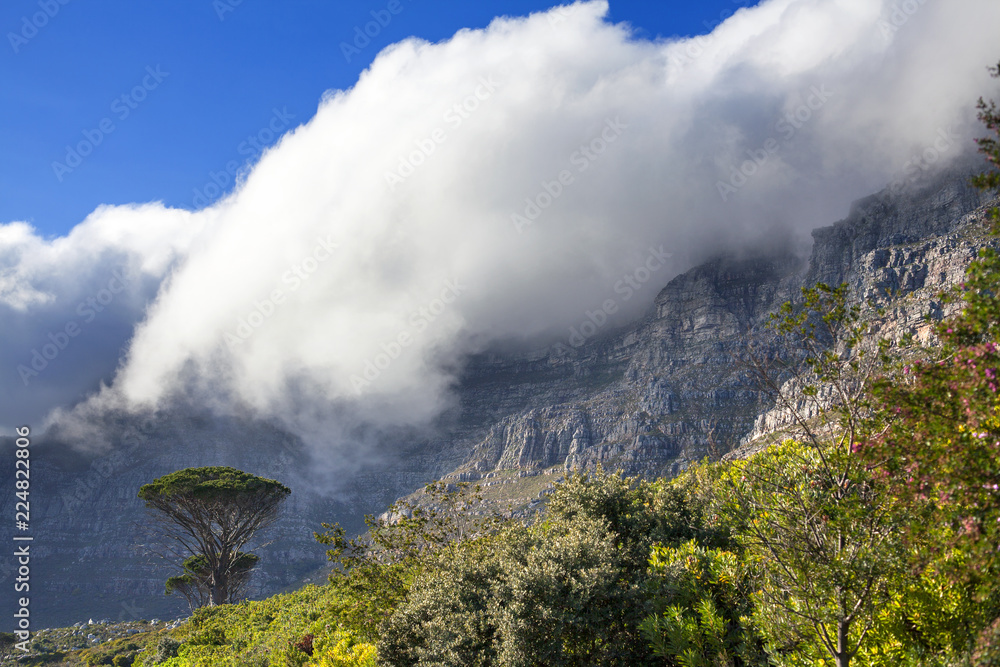 Table Mountain and green trees under a huge white cloud, blue sky background, Cape Town, South Africa
