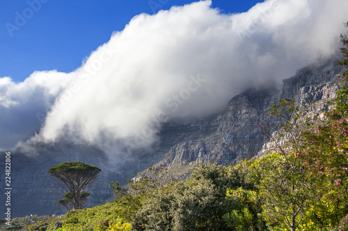 Table Mountain and green trees under a huge white cloud  blue sky background  Cape Town  South Africa