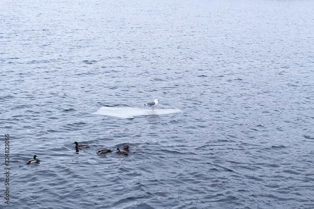 Obraz premium A lone seagull is floating on an ice floe. Several wild ducks swim near by. Cold water around. Natural background
