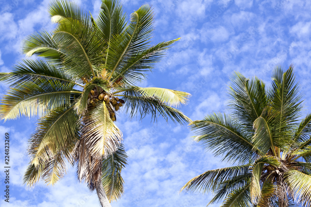 Palm trees on blue sky and white clouds background, palm branches on sky background, silhouettes of palm trees, crowns palms trees