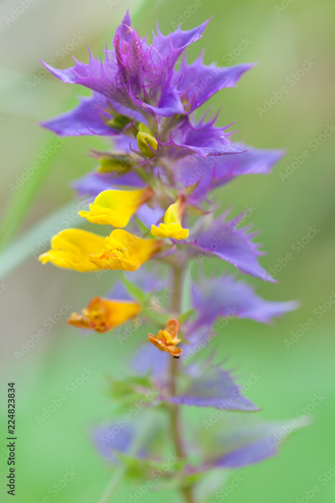 Flowers of Marianny Oakwood Melampyrum nemorosum Flowers of Marianny Oakwood Melampyrum nemorosum