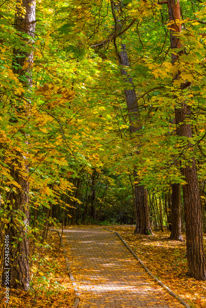 Vertical picture of an autumn landscape in a city park