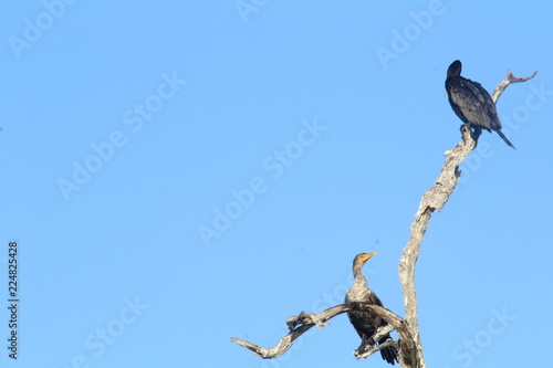 Aves Yucatecas Marins