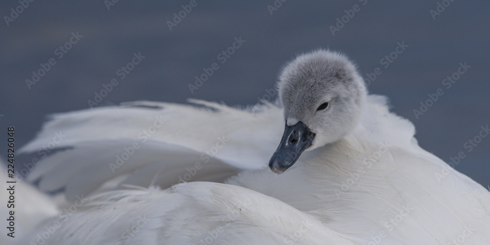 Cygneau - Cygnon - Cygne tuberculé (Cygnus olor - Mute Swan) Cygneau - Cygnon - Cygne tuberculé (Cygnus olor - Mute Swan)
