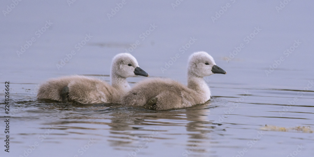Cygneau - Cygnon - Cygne tuberculé (Cygnus olor - Mute Swan) Cygneau - Cygnon - Cygne tuberculé (Cygnus olor - Mute Swan)