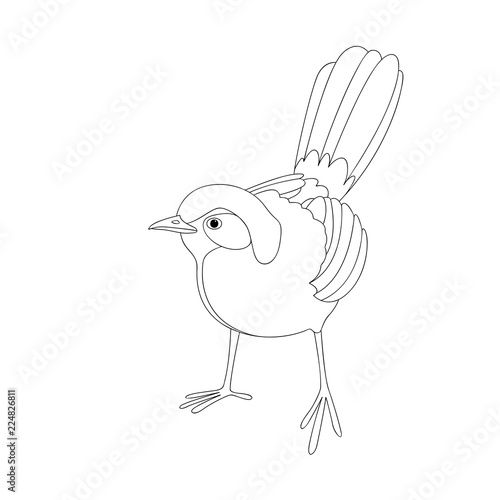 red tailed thrush vector illustration  lining draw 