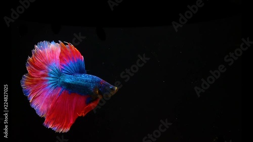 Super slow motion of colourful fighting fish on a black background