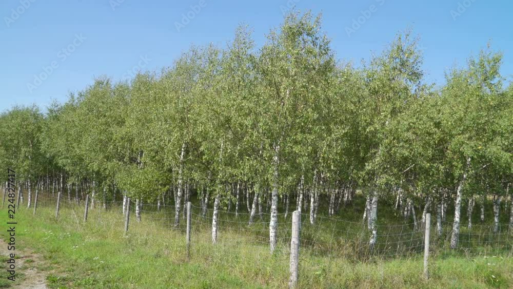20035_The_trees_with_the_white_trunks_on_it.mov 20035_The_trees_with_the_white_trunks_on_it.mov
