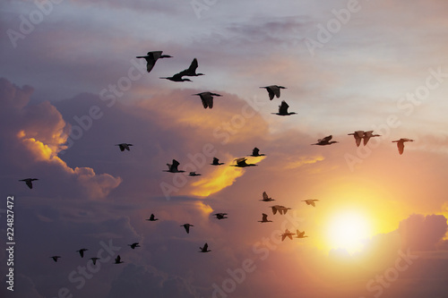 flock of Cormorant bird flying against beautiful sun light sky