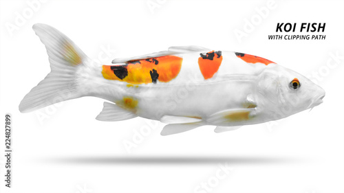 Photography Koi fish isolated on white background
