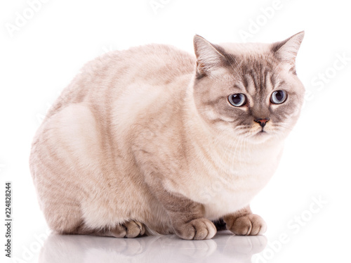 Thoroughbred British straight cat on a white background. Pet.