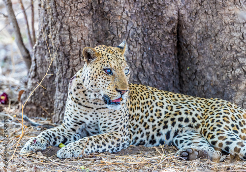 Old male African leopard (Panthera pardus) resting at the base of a tree, South Luangwa, Zambia © billie16