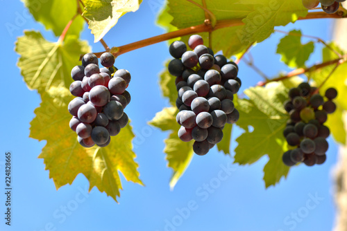 close on black grapes on the branches under blue sky