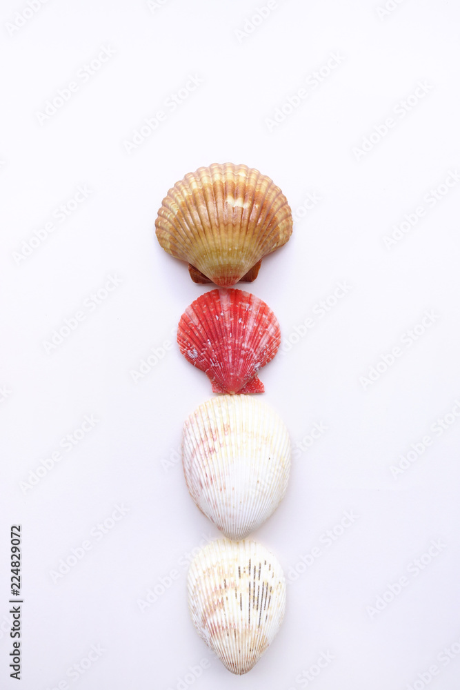 close up of seashell isolated on white background close up of seashell isolated on white background