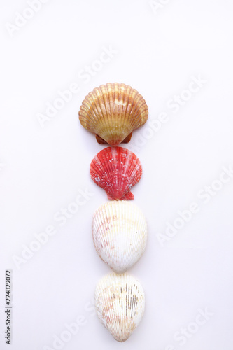 close up of seashell isolated on white background