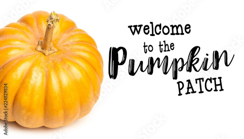 Miniature pumpkins on white background with copy space.