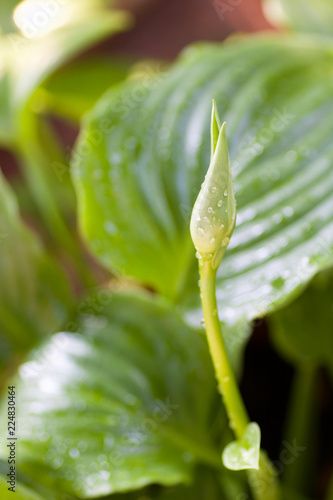 close up of  hosta plant with bud after summer rain, vertical © raffaellagalvani