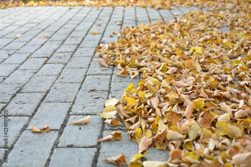 Fallen dry leaves on the paving walkway. Season hard work for the yardman photo