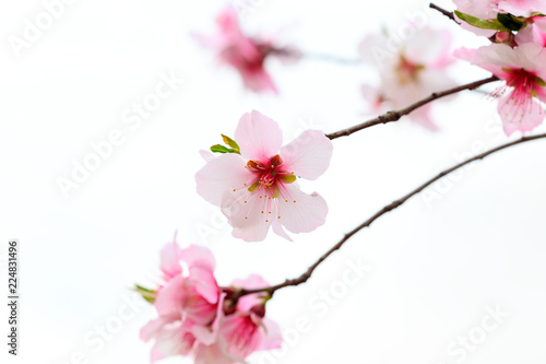 Japanese Cherry flowers  Sakura .