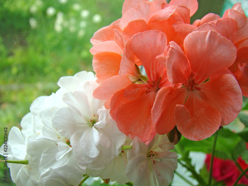 Obraz premium White and orange geranium close up