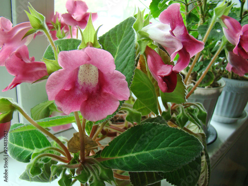 Wallpaper Mural Pink gloxinia on the window Torontodigital.ca