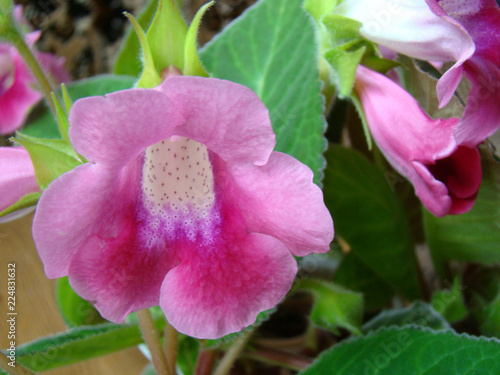 Wallpaper Mural Pink gloxinia close up Torontodigital.ca