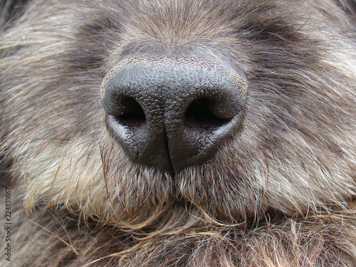 Wallpaper Mural  Close up dog nose Torontodigital.ca